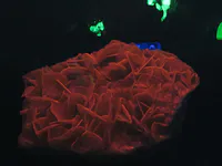 Fluorescent Calcite Mineral