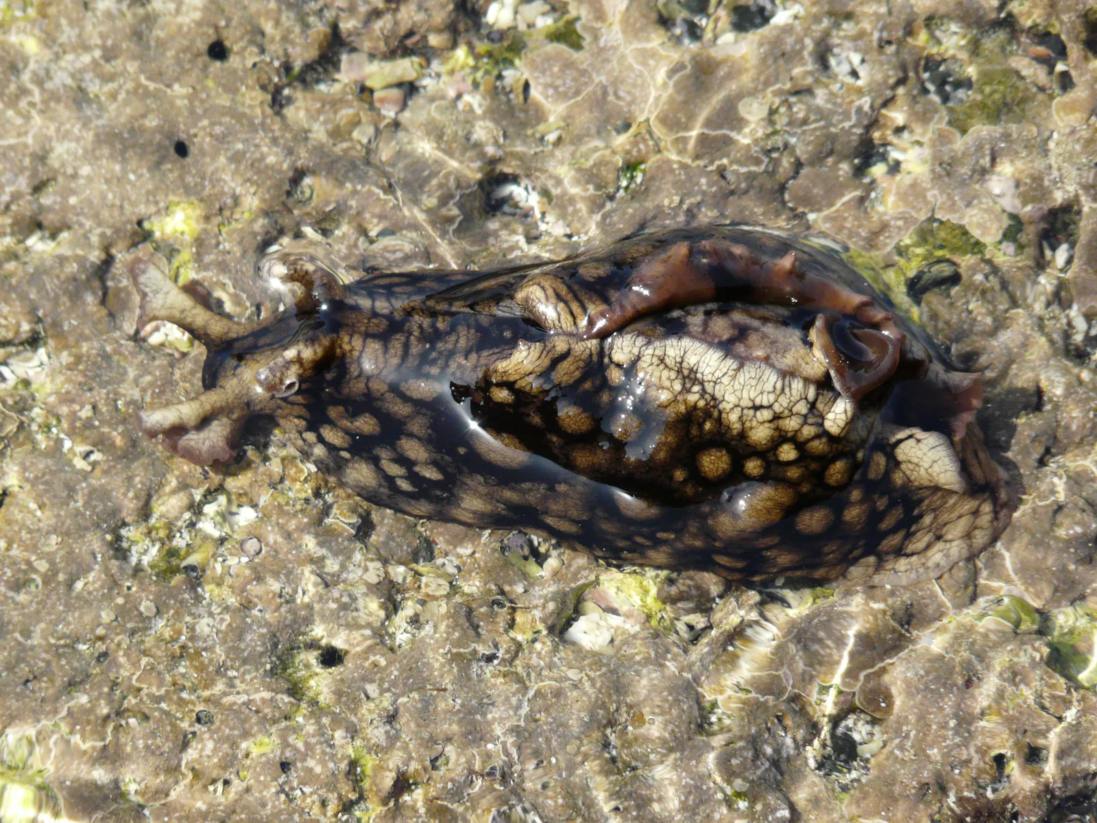 Spotted Sea Hare