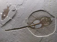 Fossilized Fish and Horseshoe Crab