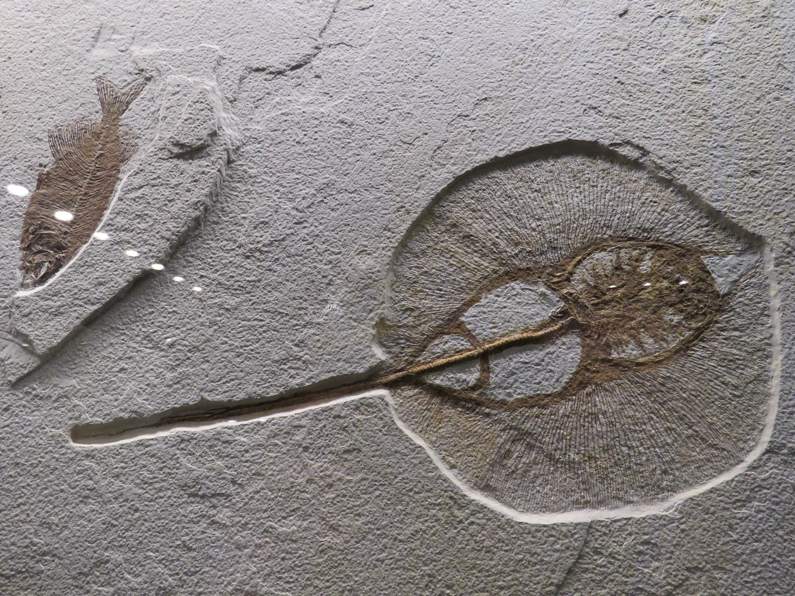 Fossilized Fish and Horseshoe Crab