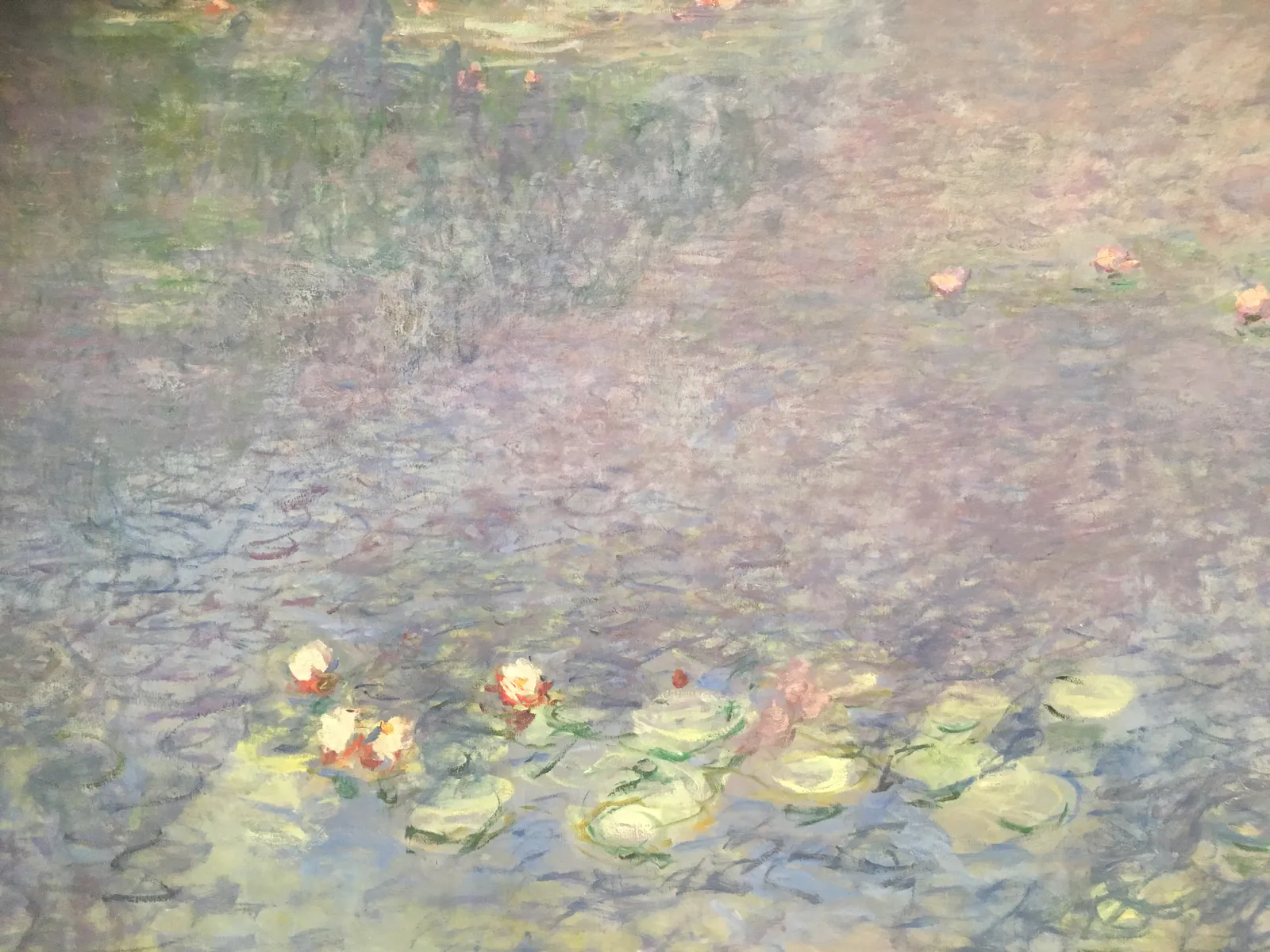 Water Lilies Morning