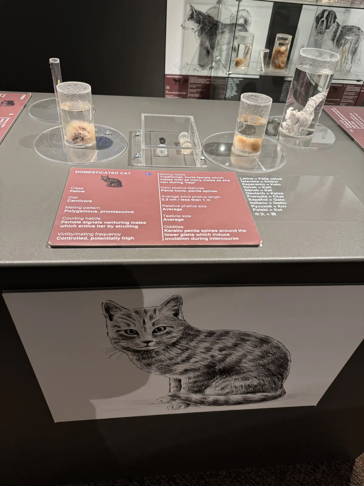 Cat Penises