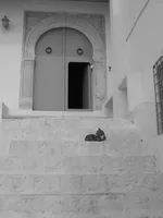 Cat on the Steps of Sidi Bou Said