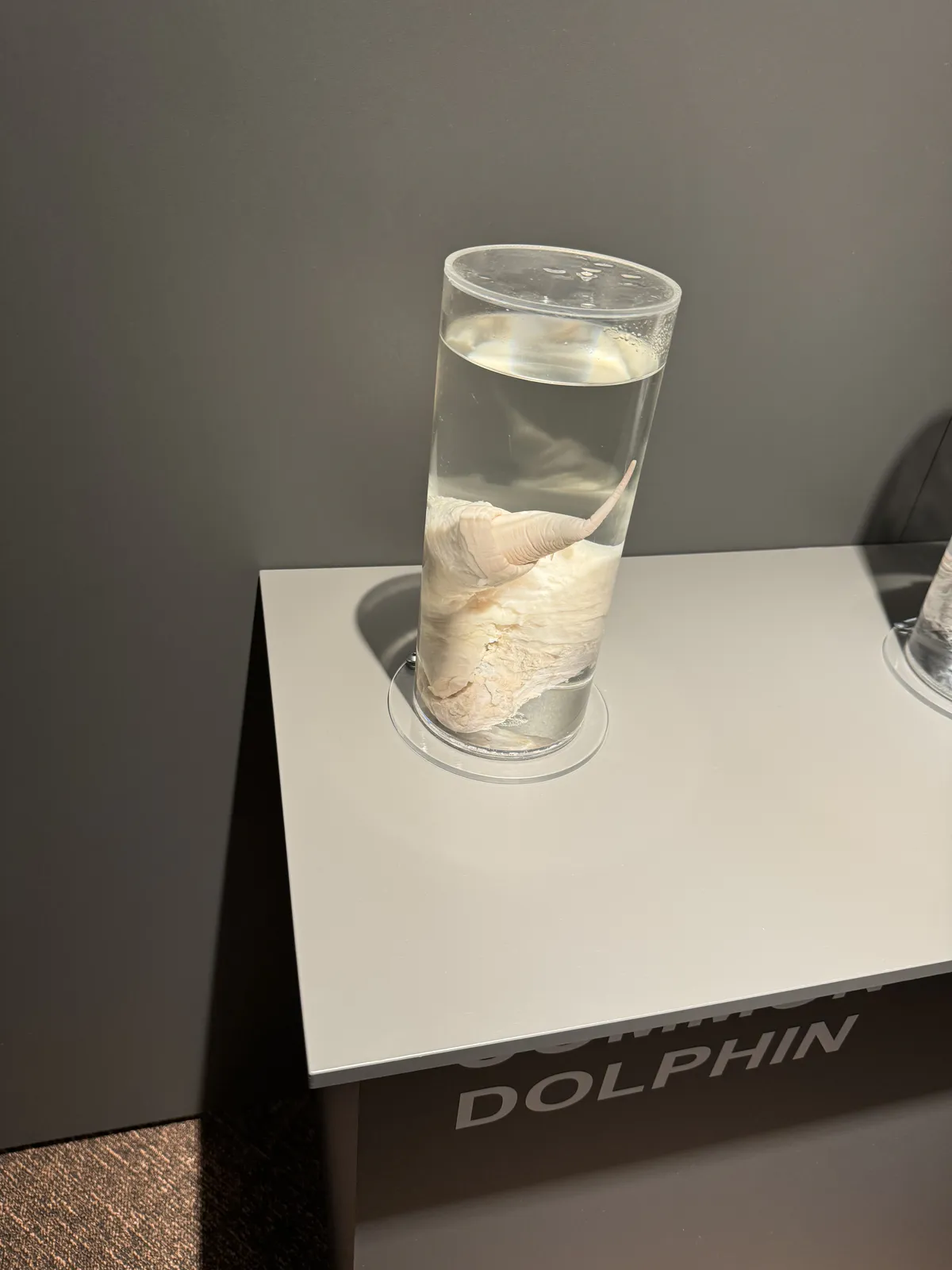 Dolphin Penis