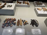 Fabaceae Plant Species Overview