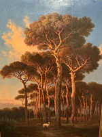 Evening Under Pinetrees