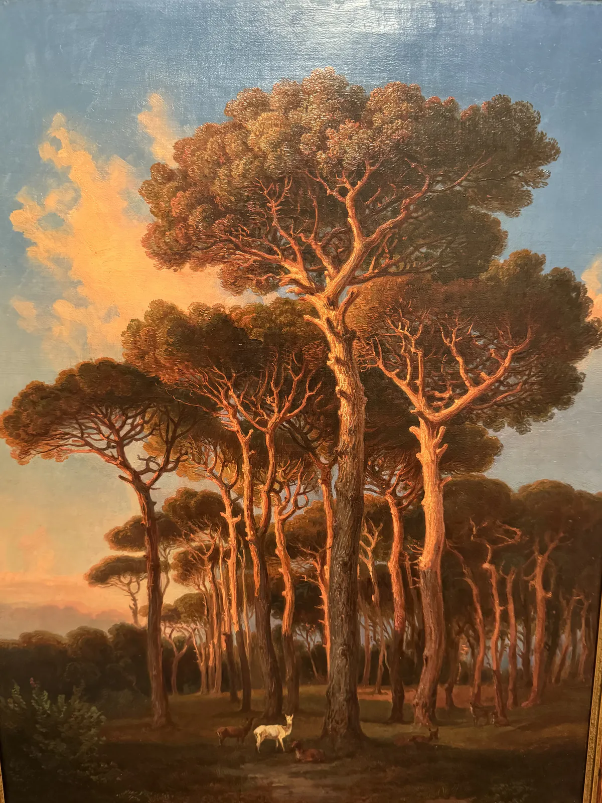 Evening Under Pinetrees