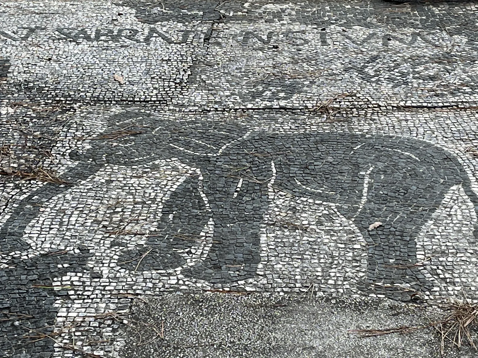 萨布拉塔商人马赛克