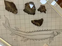Atlantic Sturgeon Remains from Medieval Riga