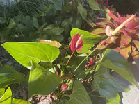 Anthuriums in Morning Sunlight