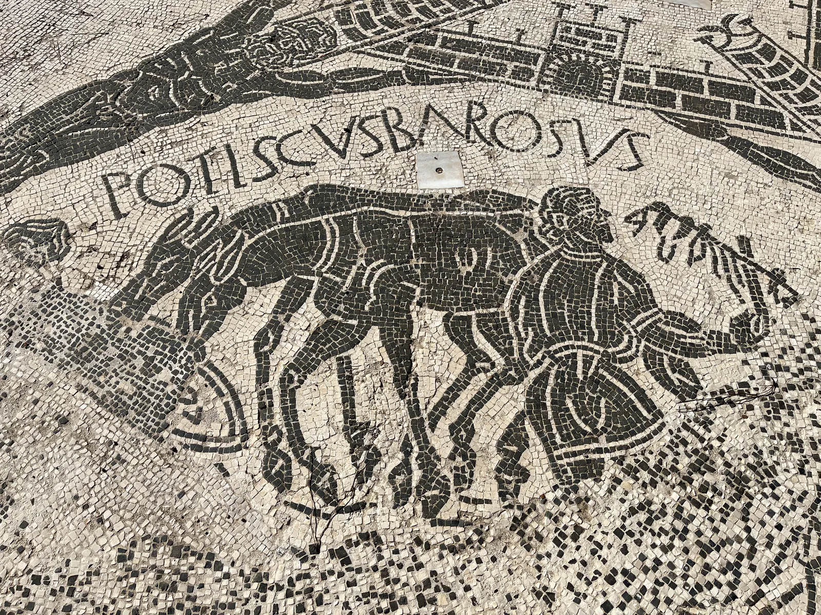 سائس البغال والبغال