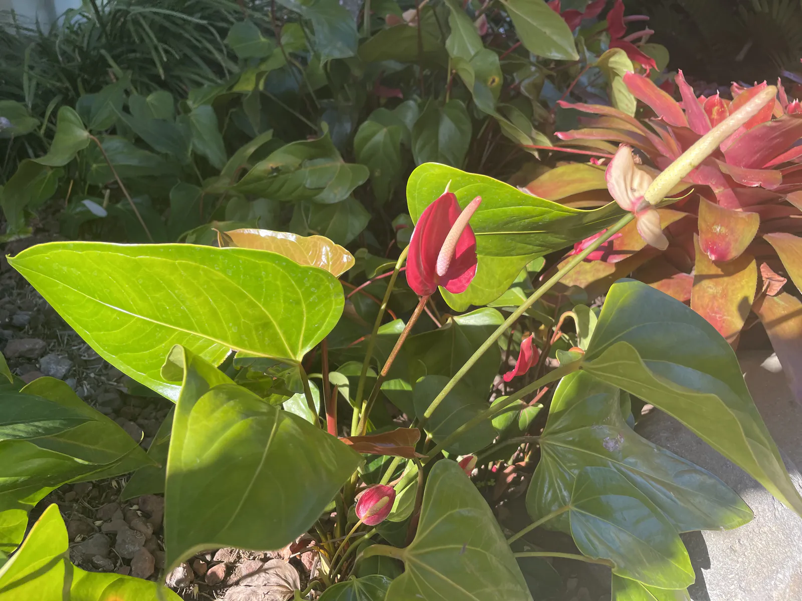 Антуриумы в утреннем солнечном свете