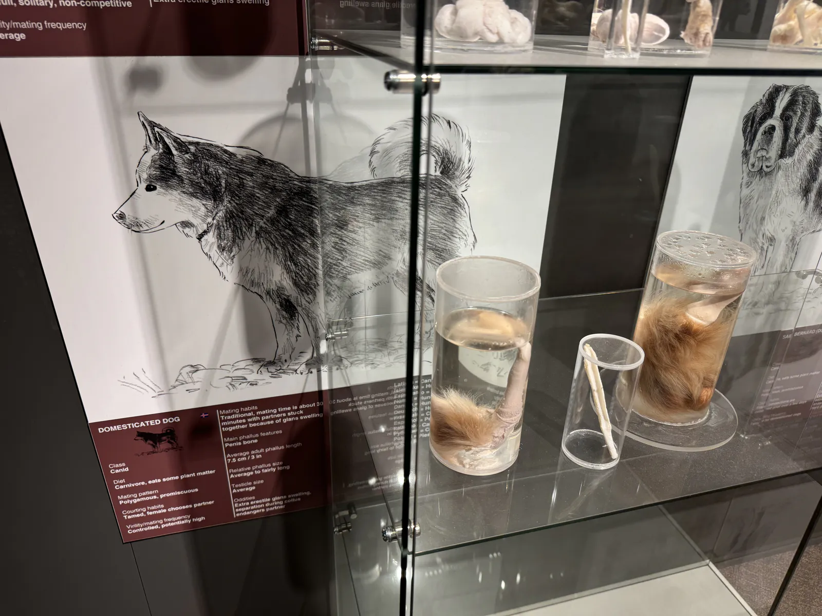 Dog Penises