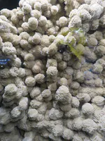 Desert Rose Selenite Crystal Formation