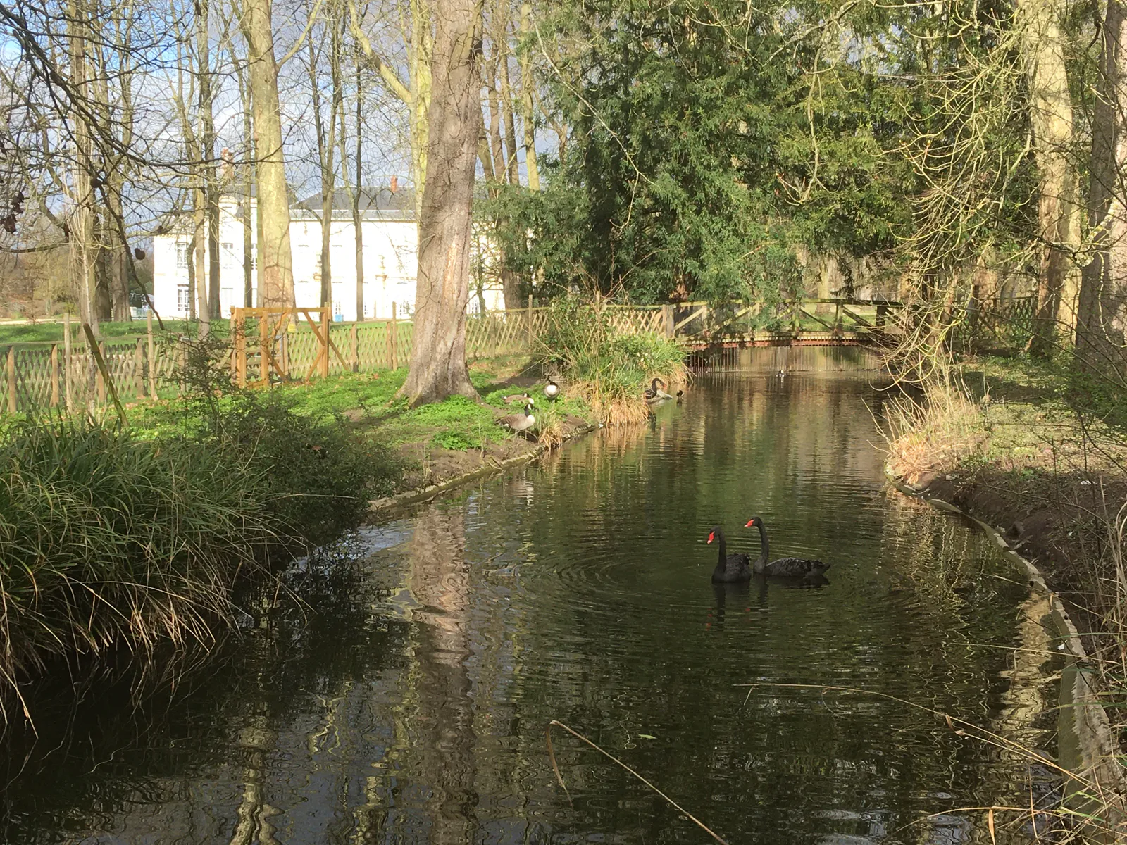 The Black Swans of Malmaison