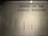 Penises of the Animal Kingdom