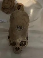 Deformed Skull from Paracas Culture