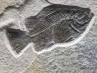 Fossilized Fish on Stone Surface