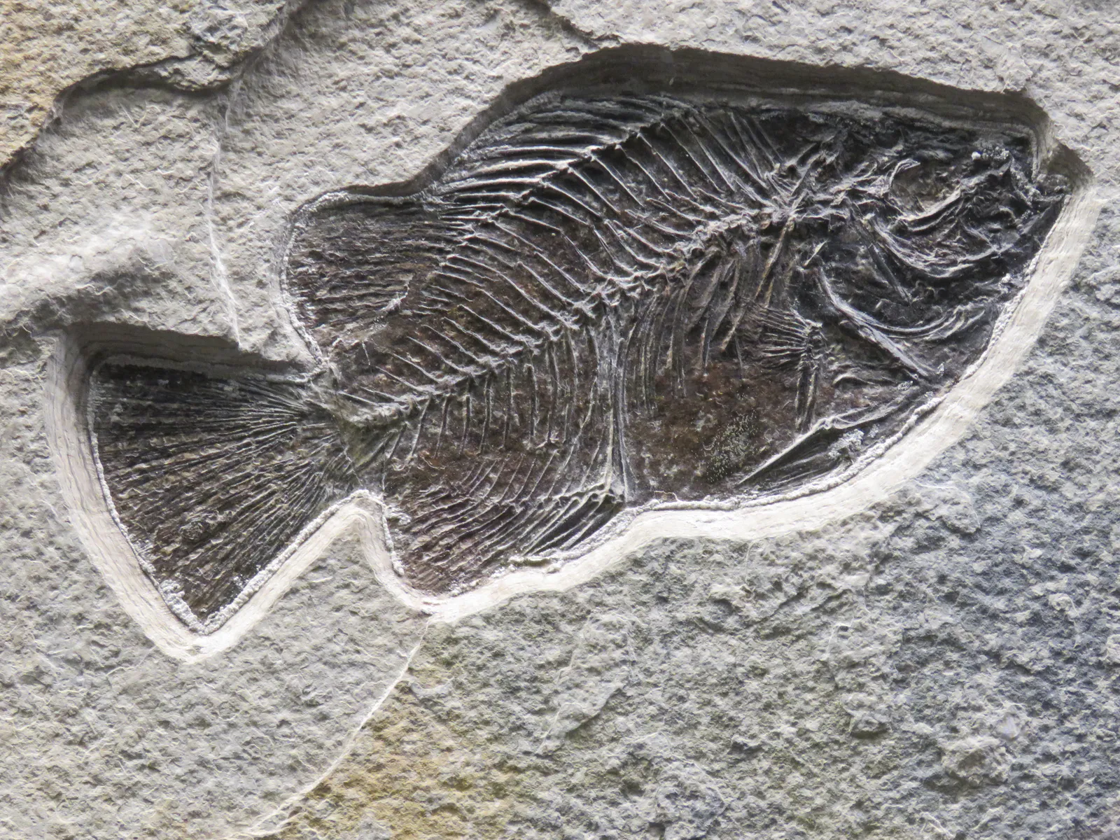 Fossilized Fish on Stone Surface