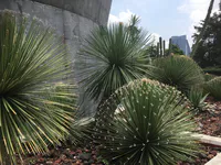 Agaves et yuccas à Chapultepec