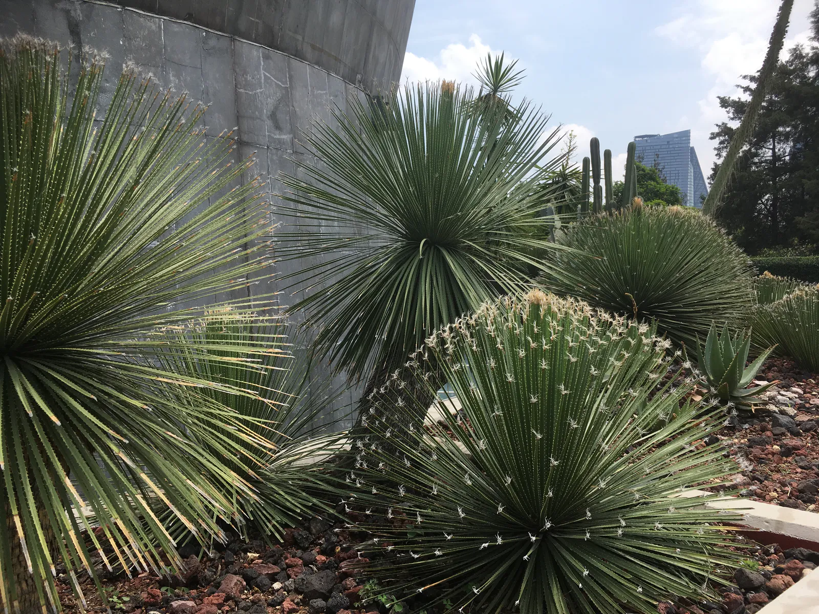 Agaves and Yuccas in Chapultepec