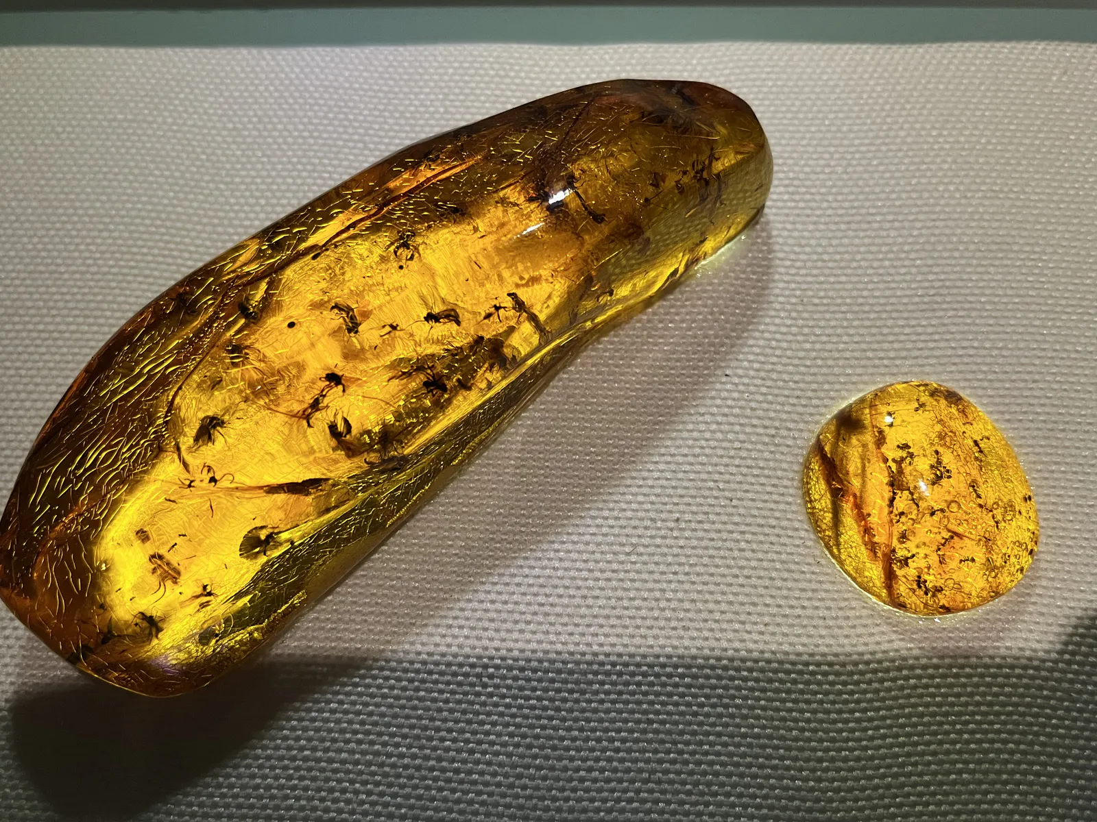 Amber with Insect Inclusions
