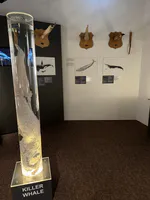 Whale Penises