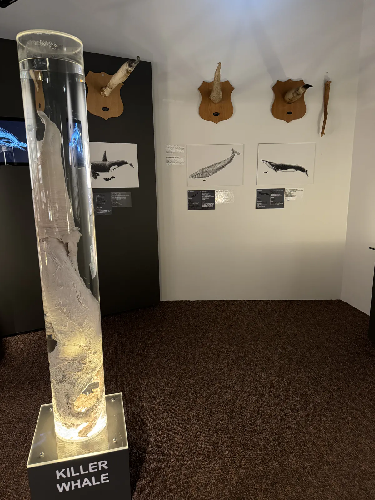 Whale Penises