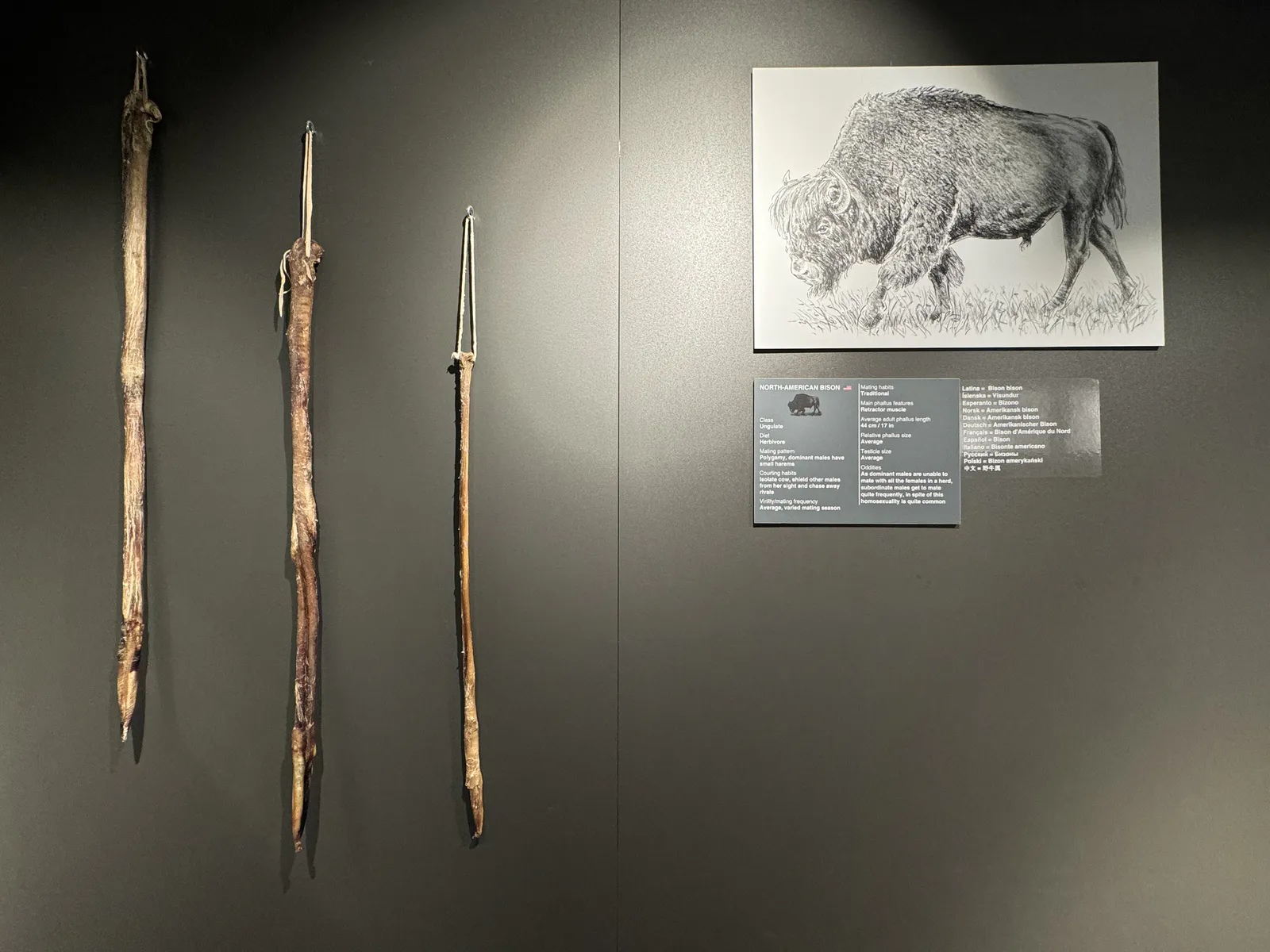 Byson Penises