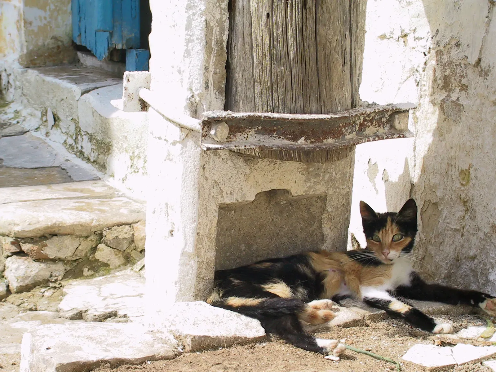 Cat in the Shade of Sidi Bou Said