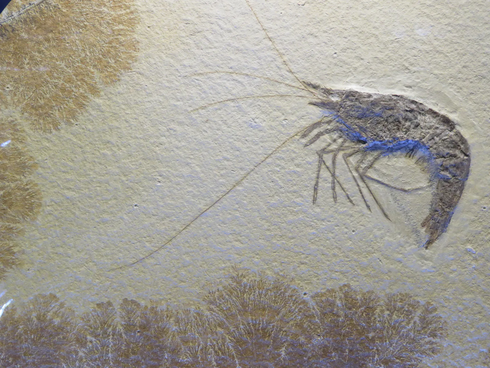 Fossilized Shrimp from Late Jurassic