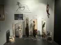 Horse Penises