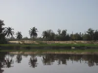 Palm Trees and Dunes