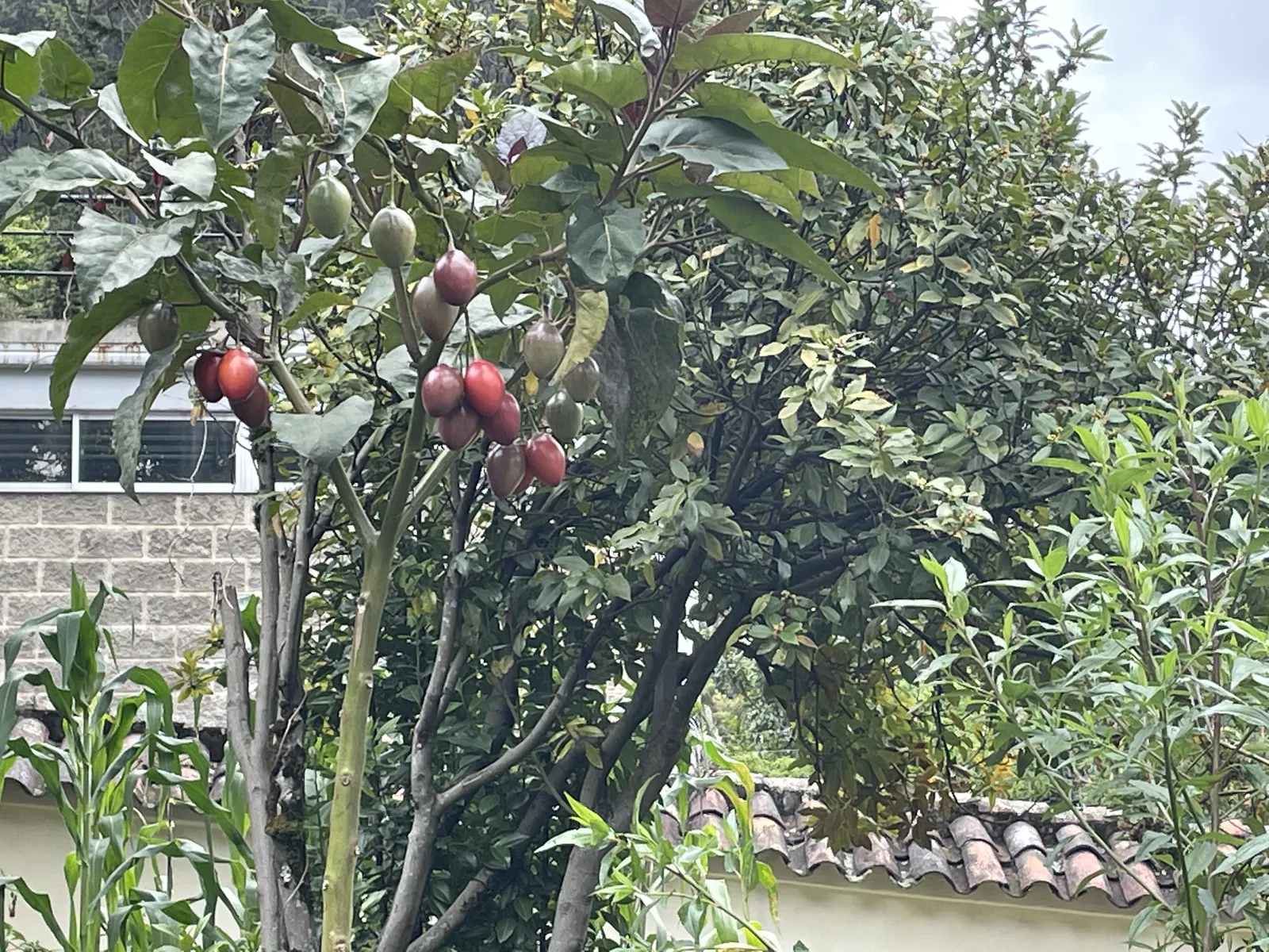 Tamarillo Tree in Highland Garden