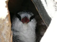 Red-Billed Tropicbird Chick in Nest