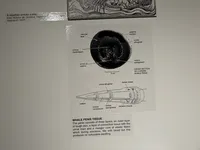 Anatomy of Whale Penis Tissue
