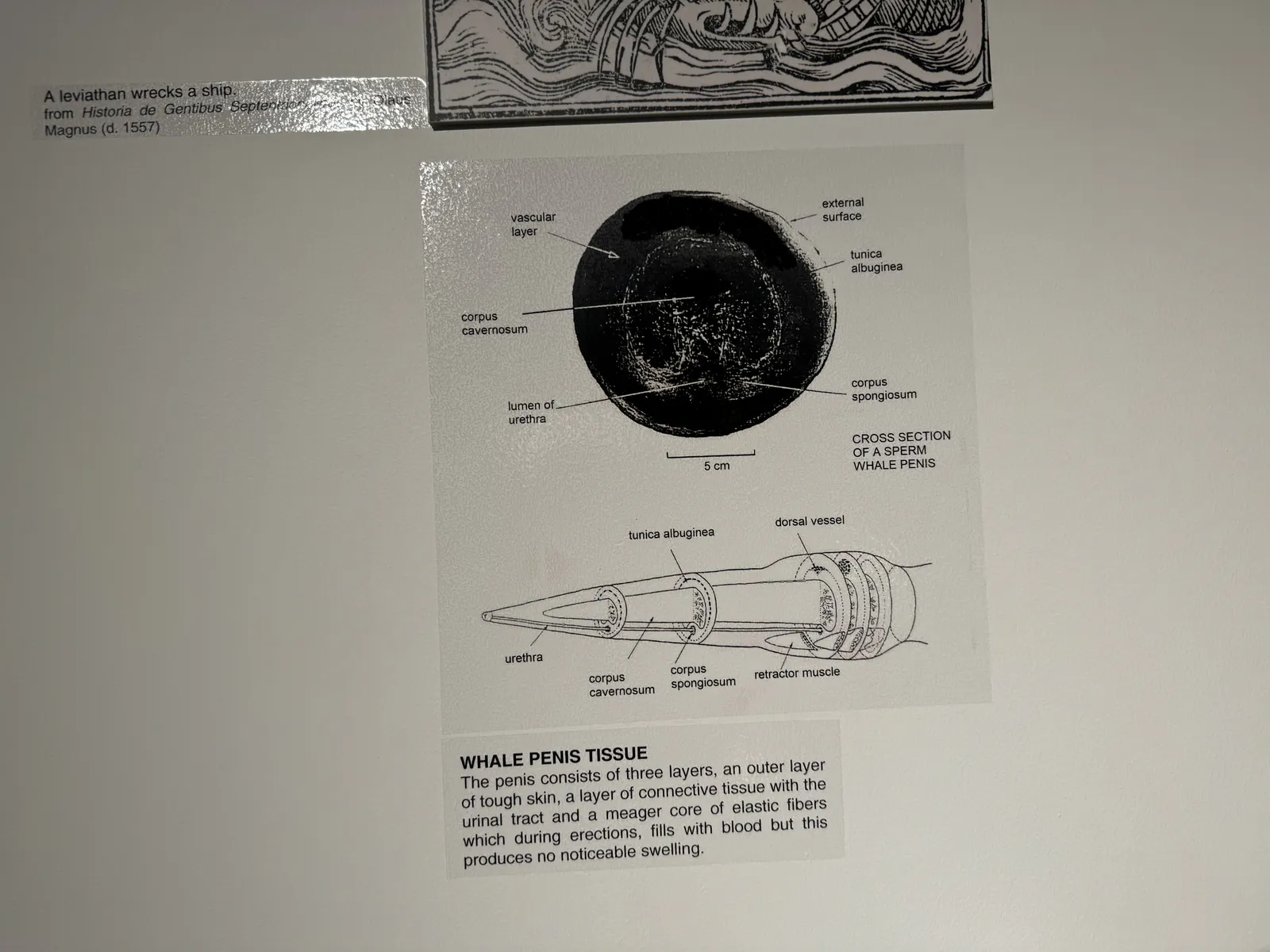 Anatomy of Whale Penis Tissue