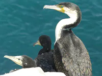 Cape Verde Cormorant Family by the Sea
